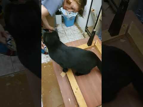 Видео: "Роспотребнадзор" ОДОБРИЛ хантахту 🤣🥰😻