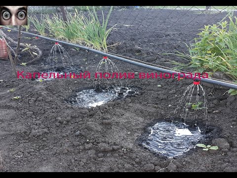 Видео: Капельный полив винограда