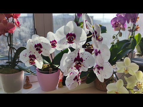 Видео: ПИКАССО Фаленопсис Phal. PICASSO/ IRON MEN. Цветение на 12 цветов d 18 см + характеристика сорта!