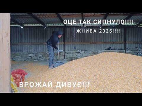 Видео: 🆘ЖНИВА КУКУРУДЗИ 2025 🤫💵ВРОЖАЙ ПРИЄМНО ЗДИВУВАВ 💵👍КУПІВЛЯ ПШЕНИЦІ 💵ЦІНИ НА ЗЕРНО🤫‼️⁉️