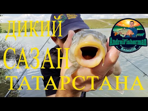 Видео: Дикая рыбалка на сазана 🎣 Разведка нового водоёма в Татарстане | Как выбрать точку и тактику ловли