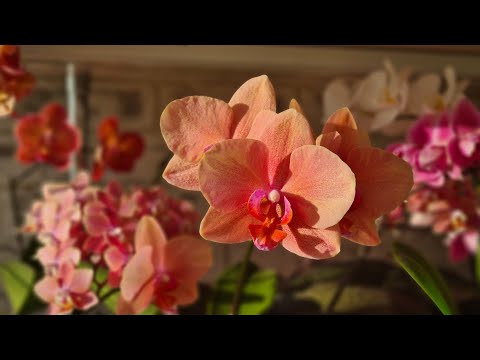 Видео: Легатоподобные #орхидеи 👌 Цветение Легато🧡 Бритта🧡 Амадоро💗 Сапорита💗 Сравнение😳