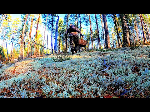 Видео: Грибник зашел в СОСНЫ и стал ЗАИКАТЬСЯ! Один в лесу такого не ожидал! Грибы и Лес Сказочная Карелия