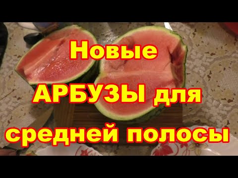 Видео: Новые ,особенные арбузы  лучшие для средней полосы