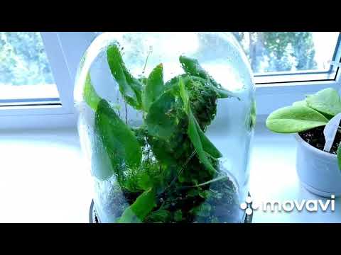 Видео: ПОКУПКА ДЛЯ РАСТЕНИЙ.КОМНАТНЫЕ РАСТЕНИЯ(ЦВЕТЫ).