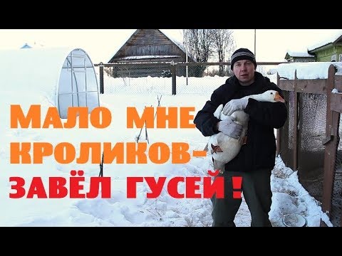 Видео: Мало мне кроликов - завёл гусей!