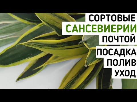 Видео: Шикарные САНСЕВИЕРИИ сортовые почтой сансевиерия пересадка полив тещин язык щучий хвост sansevieria