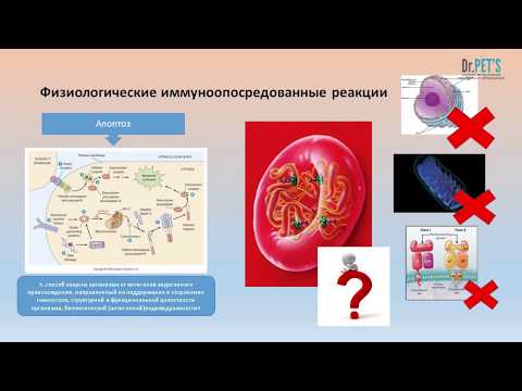 Видео: Иммунологические основы аутоиммунных анемий.