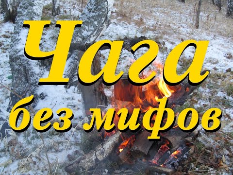 Видео: Чага без мифов. Только опыт таежников.