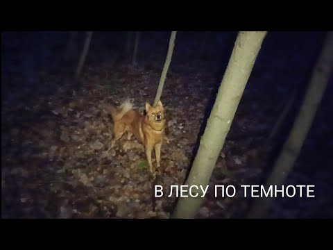 Видео: Охота на куницу/ в лес по темноте/ нахаживаю лайку/