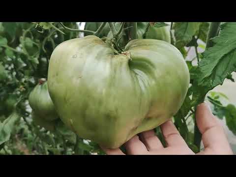 Видео: Обзор сортов томатов в теплице №2 часть 4