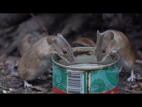 Видео: Вечерняя зарисовка с мышами / Evening sketch with mice