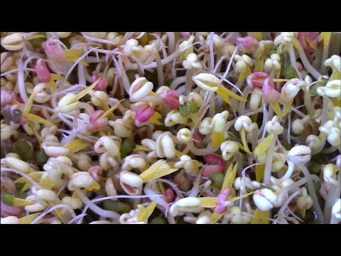 Видео: Как проращивать маш ( фасоль ) для еды в домашних условиях, микрозелень.