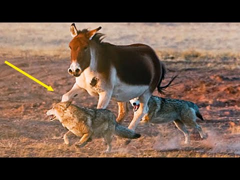 Видео: И не Лошадь, и не Осел, но Волку и Барсу даст копытом! КИАНГИ В ДЕЛЕ!