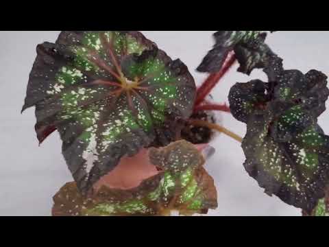 Видео: Есть минутка. Бегонии. Селекция КМ