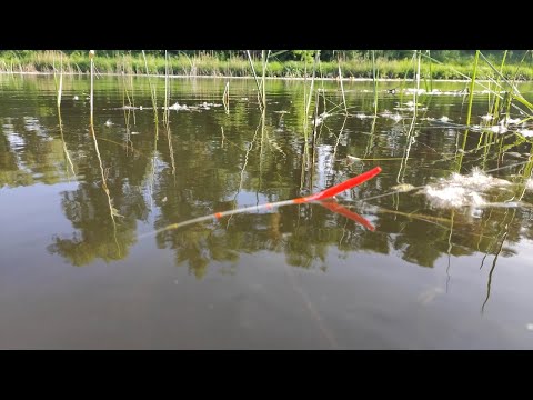Видео: КРУПНЫЙ КАРАСЬ НА ПОПЛАВОК!! Рыбалка летом на реке