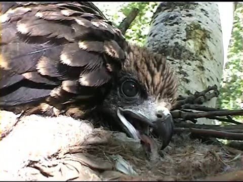 Видео: Год из жизни чёрного коршуна