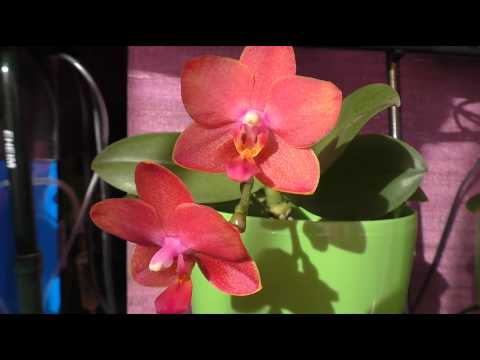 Видео: 🔵 МОИ ЦВЕТУЩИЕ ОРХИДЕИ 🤗 февраль 2019г