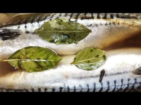 Видео: Скумбрия малосольная по-домашнему.
