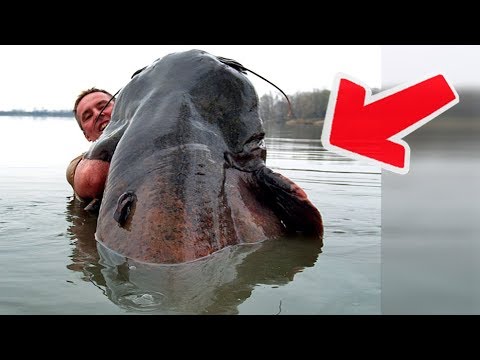 Видео: ТОП 5 Самых Больших Сомов в Мире | Аномальные Речные Монстры Пойманные Человеком
