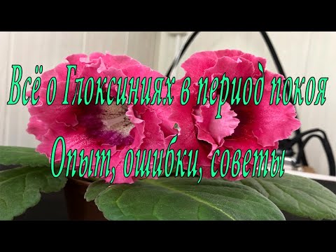 Видео: Период покоя Глоксиний, выращенных из семян. Опыт, ошибки, советы.