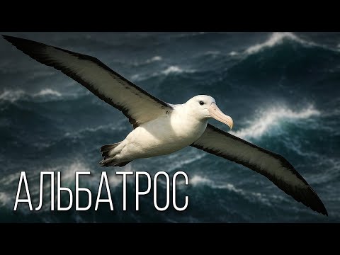 Видео: Альбатрос: Летучий Корабль | Интересные факты про альбатросов
