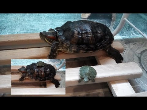 Видео: Как определить возраст красноухой черепахи