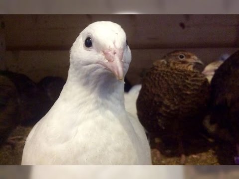 Видео: Отбор перепелов для родительского стада.