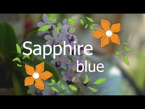 Видео: Обзор орхидеи SAPPHIRE BLUE. Красивое, пышное цветение орхидеи Сапфир. Домашнее цветение орхидеи.