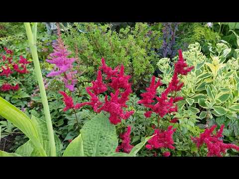 Видео: Обзор тенелюбивых растений и сухого ручья.