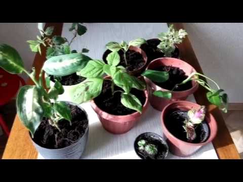 Видео: НЕ Пересаживай Растение Пока Не Посмотришь /КОКОСОВЫЙ СУБСТРАТ