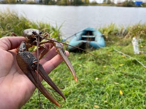 Видео: ЛОВЛЮ РАКОВ ДЛЯ ПЕРЕСЕЛЕНИЯ ИХ В ДРУГОЙ ВОДОЁМ!