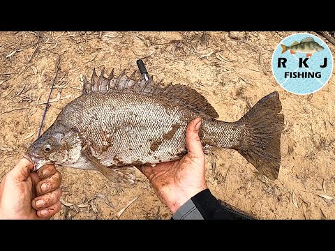 Видео: Ловля рыбы за рыбой в реке Муррей в Эчука-Моаме