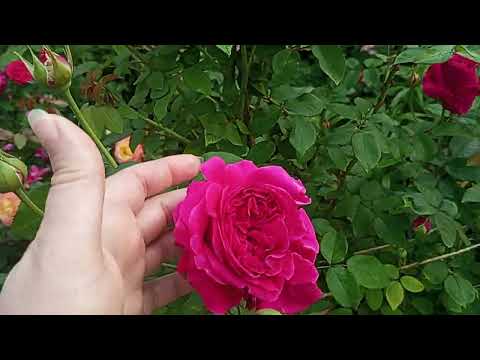 Видео: Ранок з трояндами