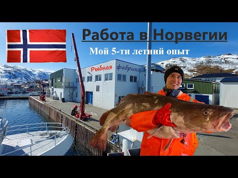 Видео: Работа в Норвегии на РЫБНОЙ фабрике! Мой 5-ти летний опыт!