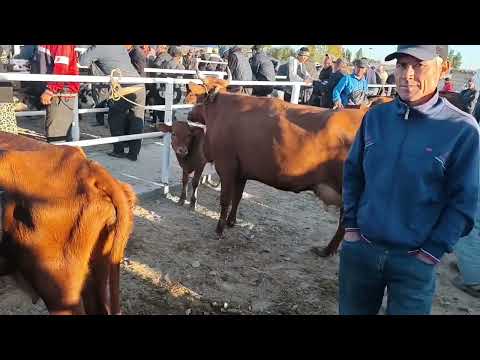 Видео: 18 СЕНТЯБР 2025 ЖЫЛ ХАЛКАБАД МАЛ БАЗАР БАХАЛАРЫ