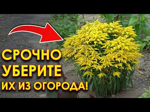 Видео: Я сожалею, что посадила эти 12 растений 😭 Сад превратился в АД!