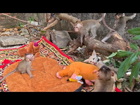 Видео: ВОТ НАСКОЛЬКО ОПАСНО БЕСПОКОИТЬ КОЛОНИЮ ОБЕЗЬЯН!!!