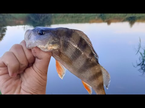 Видео: ВОДА БУРЛИТ И РЫБА ПЛЕЩЕТСЯ • Рыбалка на реке Осётр | Мой ТРОФЕЙНЫЙ ОКУНЬ!