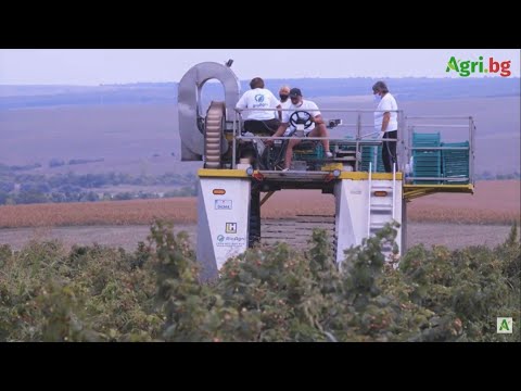 Видео: Механизираното бране е бъдещето на успешното овощарство у нас