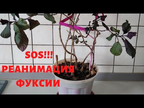 Видео: Реанимация Фуксии. Обрезка и пересадка. Часть 1.