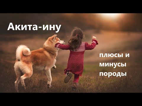 Видео: Акита Ину - Плюсы и Минусы Породы. Все о Породе Акита-Ину. Стоит ли Заводить Акита-ину в Квартире.