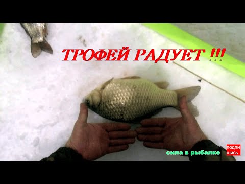Видео: На зимнюю рыбалку в ночь, через раз трофейный карась, был один судак..