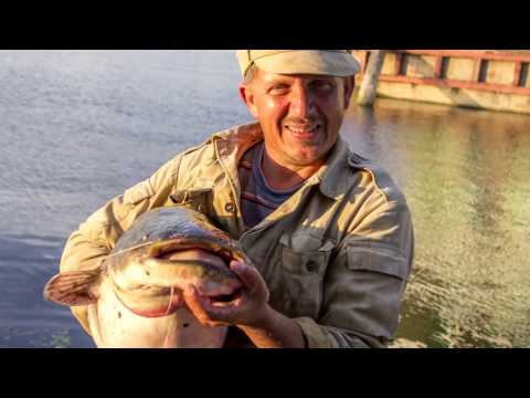Видео: 2014.08.21 Жесть СОМ НА КОЛЬЦО 17 кг/Рыбалка на Каме/Лещ на кольцо