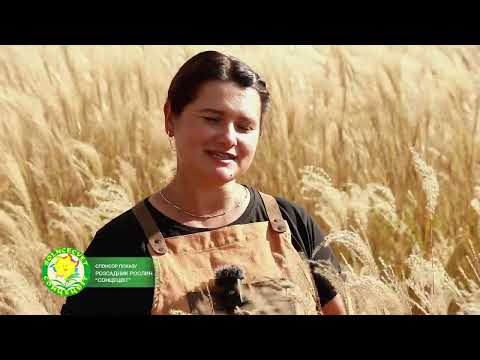 Видео: 🍂 Осіння пересадка міскантусів | Вибір сортів, догляд та використання у флористиці 🌾