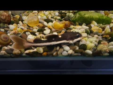 Видео: Краснохвостый сом или фрактоцефалус!