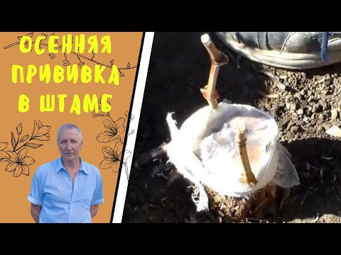 Видео: Осень. Прививка в штаб куста.