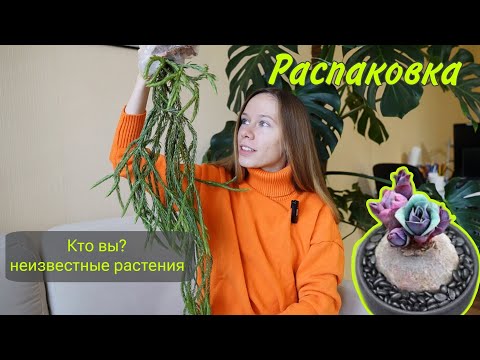 Видео: Коробка растений с другой планеты | Распаковка новинок экзотических растений