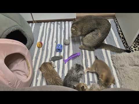 Видео: Свобода 😊 котятам Шанель 23 дня 😊 игрушки 😊 
