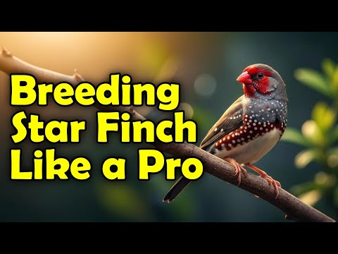 Видео: Мастер-класс по разведению и уходу за звёздчатыми амадинами | Как успешно разводить и содержать з...